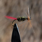 Hackle Peacock