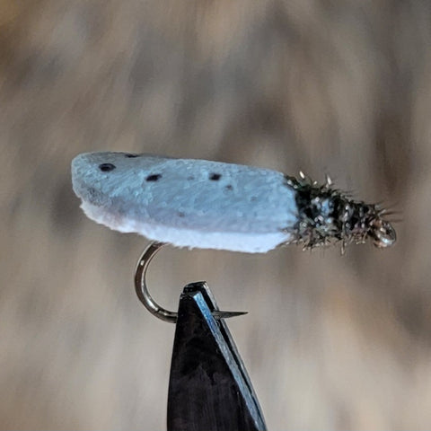 White and Grey Foam Beetle