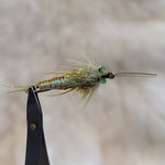 Olive Braided Stonefly