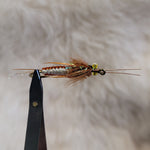 Brown Braided Stonefly