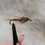 Brown Braided Stonefly