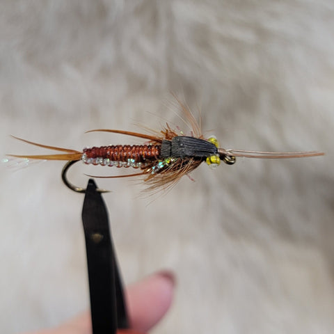 Brown Braided Stonefly