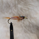 Brown Braided Stonefly