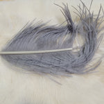 Ostrich Herl