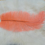 Ostrich Herl
