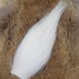 Arctic Goat