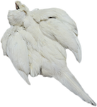 White Pheasant Skin