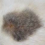 Australian Opossum
