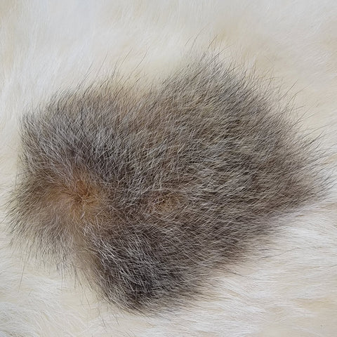Australian Opossum