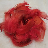 Mallard Flank