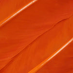 Turkey Quills