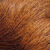 Deer Belly Hair