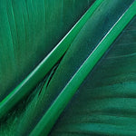 Goose Quills