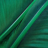 Goose Quills