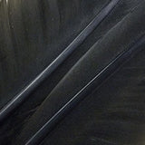 Goose Quills