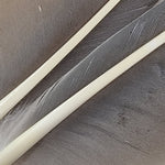 Goose Quills