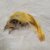 Golden Pheasant Crest