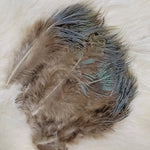 Ring-Necked Pheasant Spey Feathers