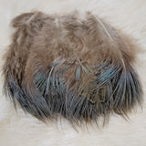 Ring-Necked Pheasant Spey Feathers