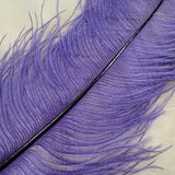 Ostrich Plumes