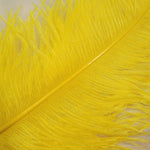 Ostrich Plumes