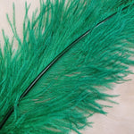 Ostrich Plumes