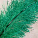 Ostrich Plumes