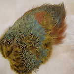 Ring-Necked Pheasant Rump Patch