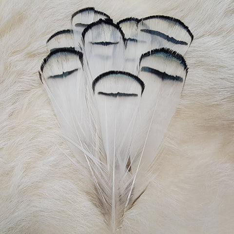 Lady Amherst Tippet Feathers