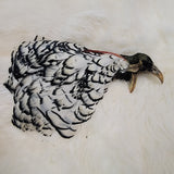 Lady Amherst Pheasant Head
