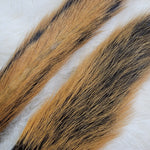 Fox Squirrel Tails