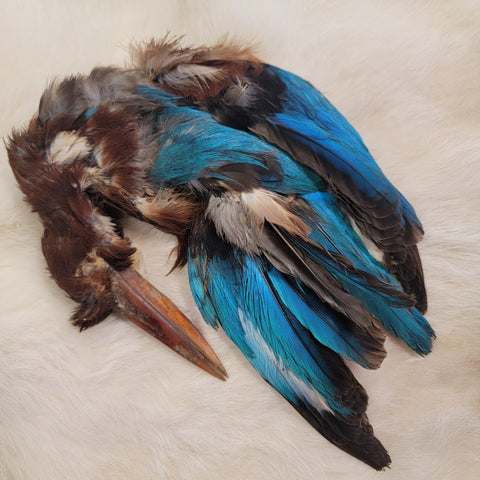 Kingfisher Skin