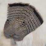 Grey Ruffed Grouse Complete Tail