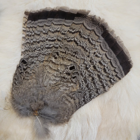 Grey Ruffed Grouse Complete Tail