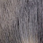 Elk Body Hair