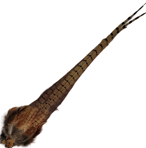 Ring-Necked Pheasant Tail