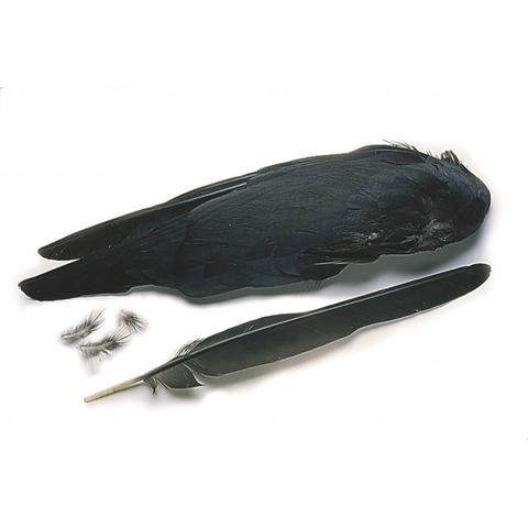 Jackdaw Whole Wings