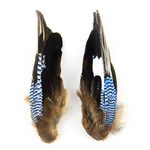 Blue Jay Wings