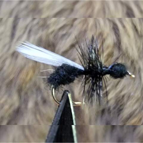 Black Ant