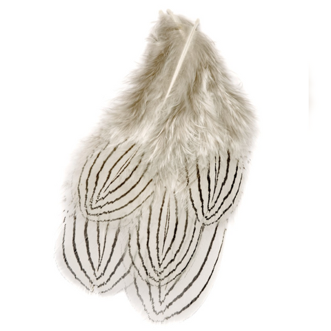 Silver Pheasant Body Feathers
