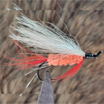 Polar Shrimp