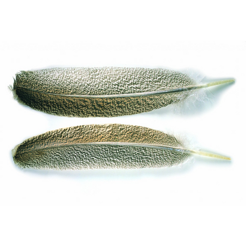 Oak Mottled Turkey Wing Quills