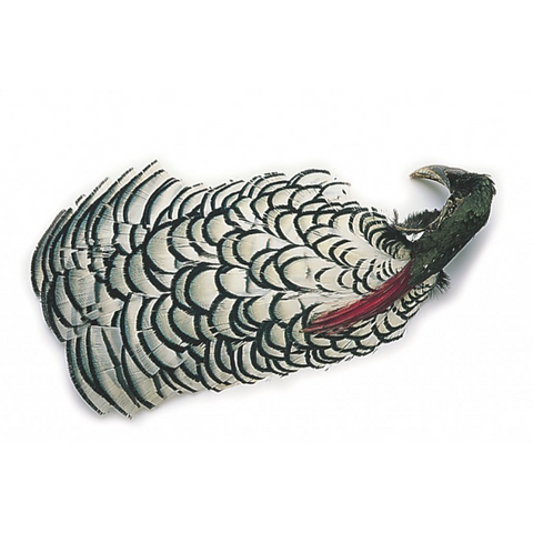 Lady Amherst Pheasant Head