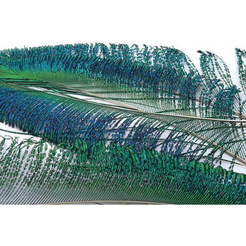 Peacock Sword Tails