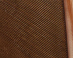 Turkey Biot Quills