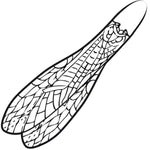 Adult Stonefly Wing