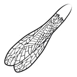 Adult Stonefly Wing