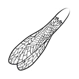 Adult Stonefly Wing