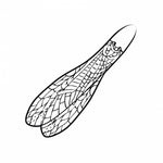 Adult Stonefly Wing