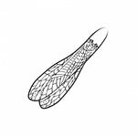 Adult Stonefly Wing